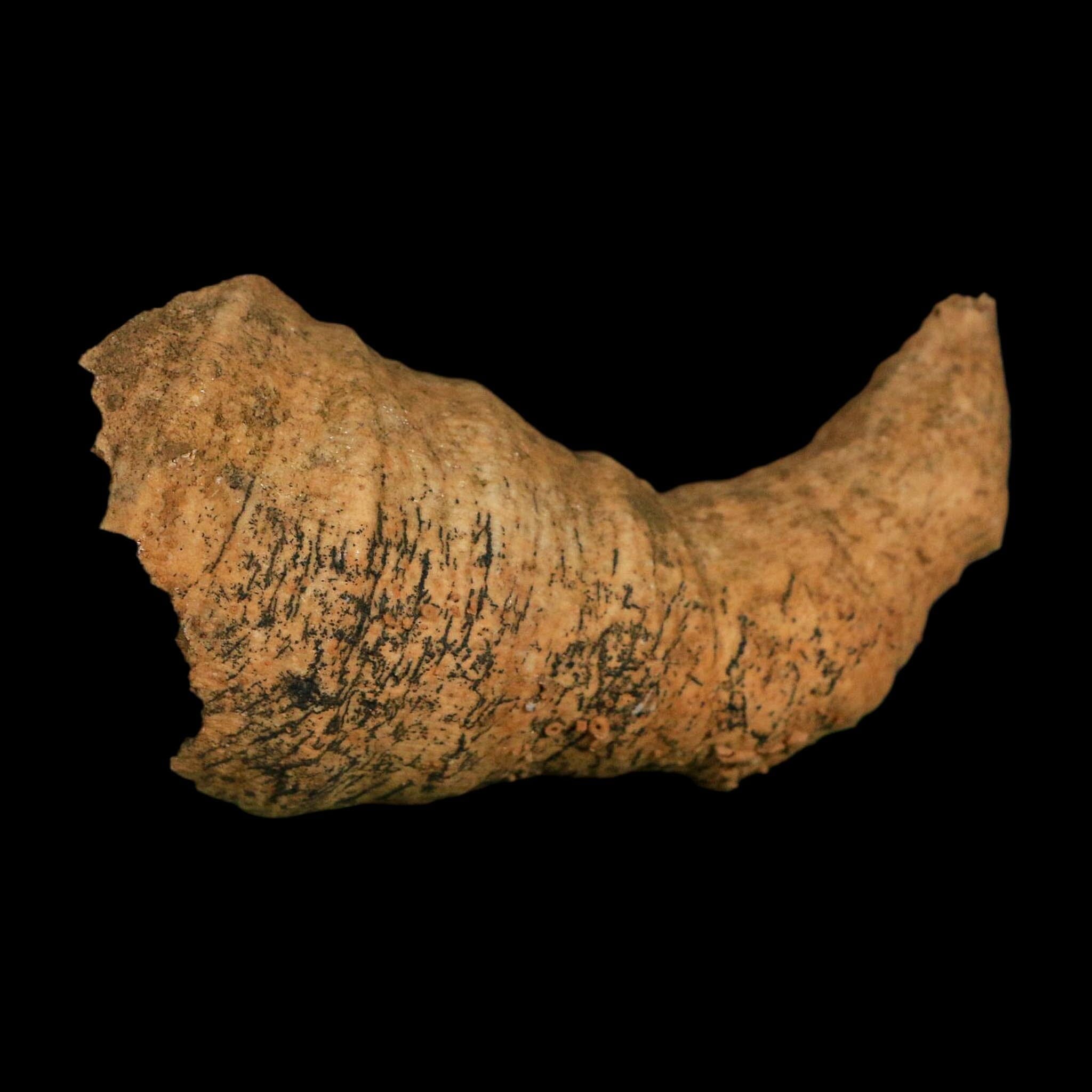 3.2" Rugose Horn Coral Fossil Devonian Age Speed Quarry, Clark County, Indiana