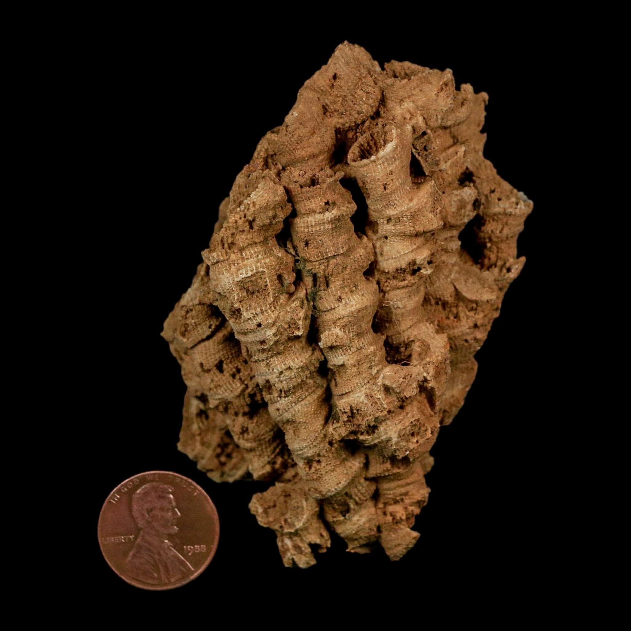 3.3" Colonial Rugose Coral Fossil Devonian Age Speed Quarry, Clark County, Indiana - Fossil Age Minerals