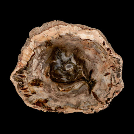 4" Fossilized Polished Petrified Wood Branch Madagascar 66-225 Million Yrs Old