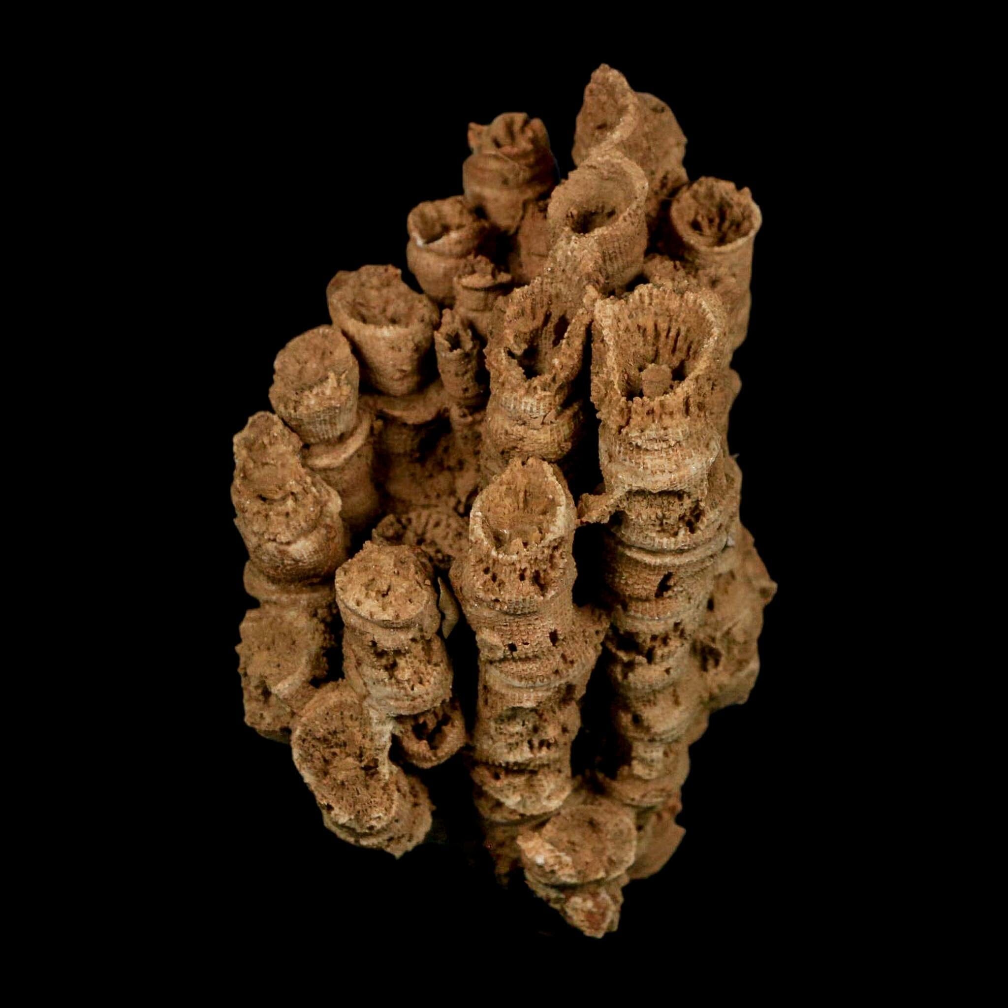 3.3" Colonial Rugose Coral Fossil Devonian Age Speed Quarry, Clark County, Indiana - Fossil Age Minerals