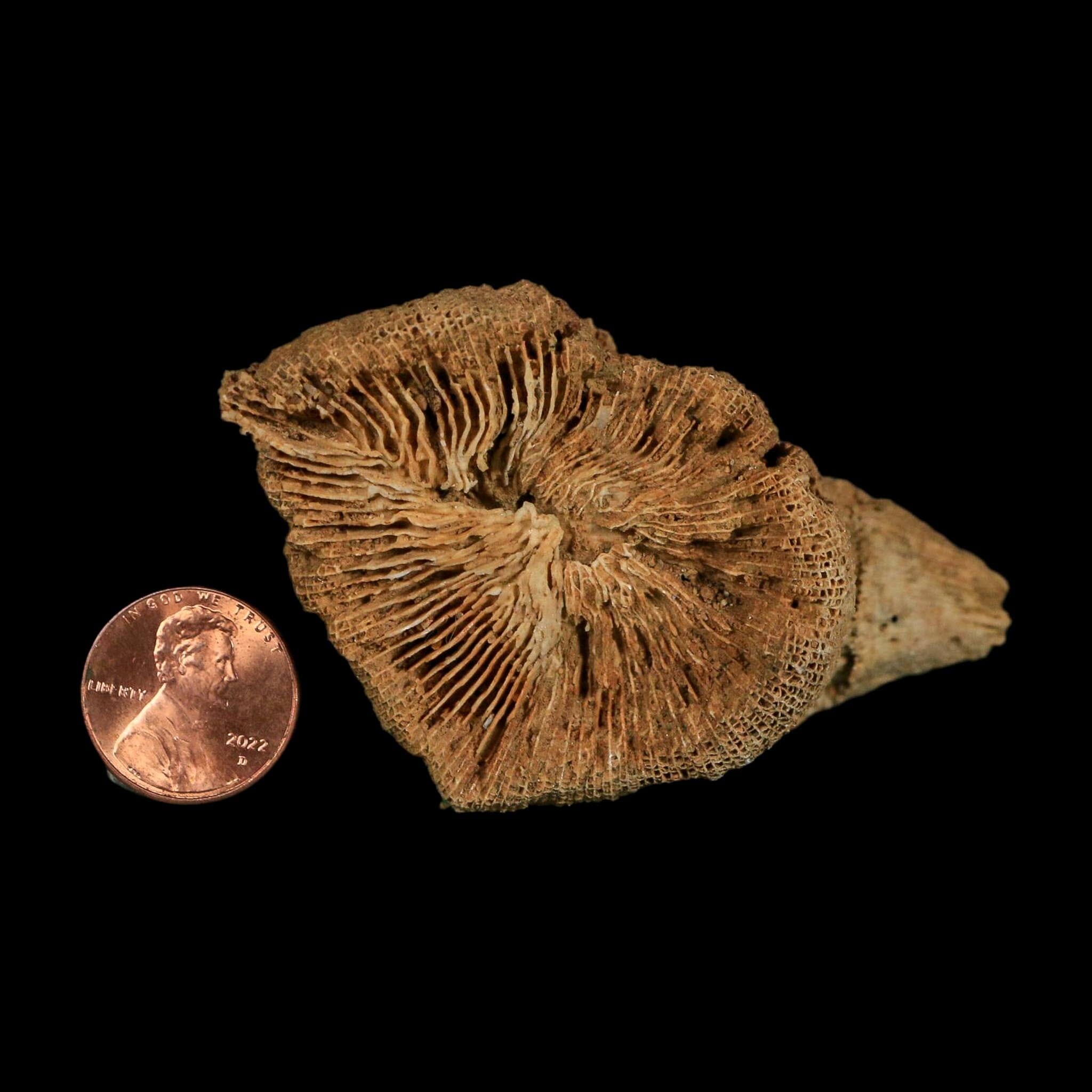 3.1" Rugose Horn Coral Fossil Devonian Age Speed Quarry, Clark County, Indiana