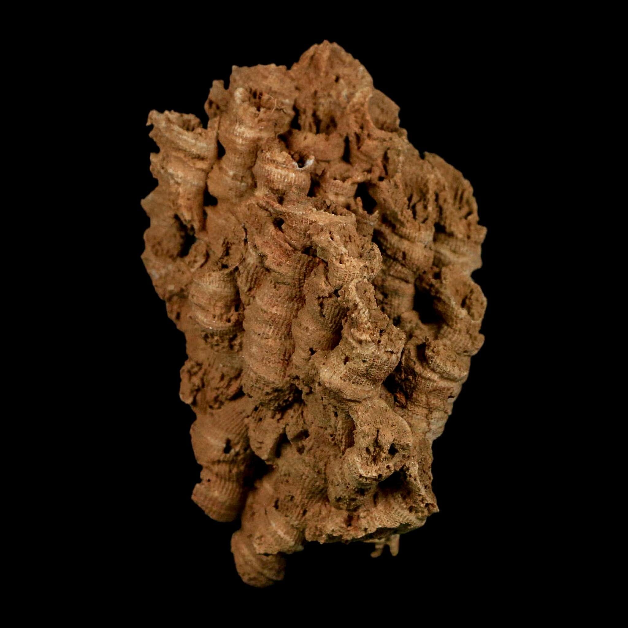 3.3" Colonial Rugose Coral Fossil Devonian Age Speed Quarry, Clark County, Indiana - Fossil Age Minerals
