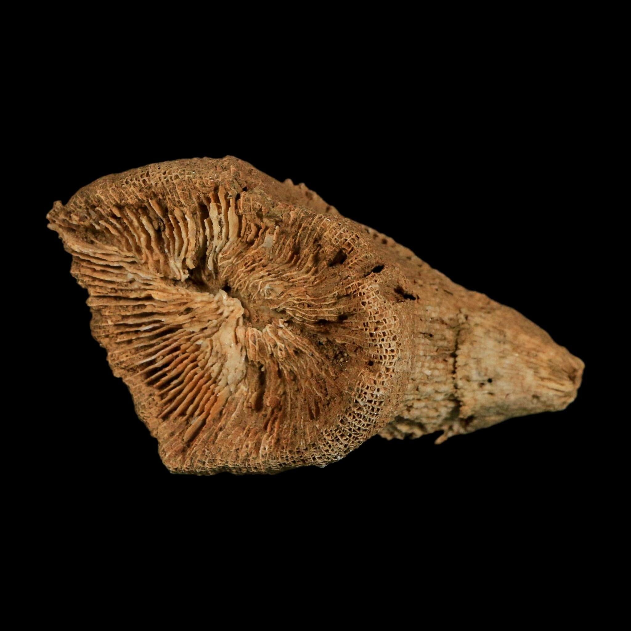 3.1" Rugose Horn Coral Fossil Devonian Age Speed Quarry, Clark County, Indiana