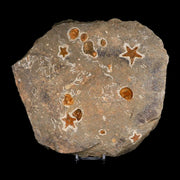 4 Four Brittlestar Petraster Starfish Fossil Ordovician Age Blekus Morocco COA