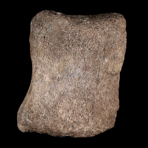 3.6" Maiasaura Hadrosaur Dinosaur Vertebrae Bone Fossil Two Medicine FM MT COA - Fossil Age Minerals