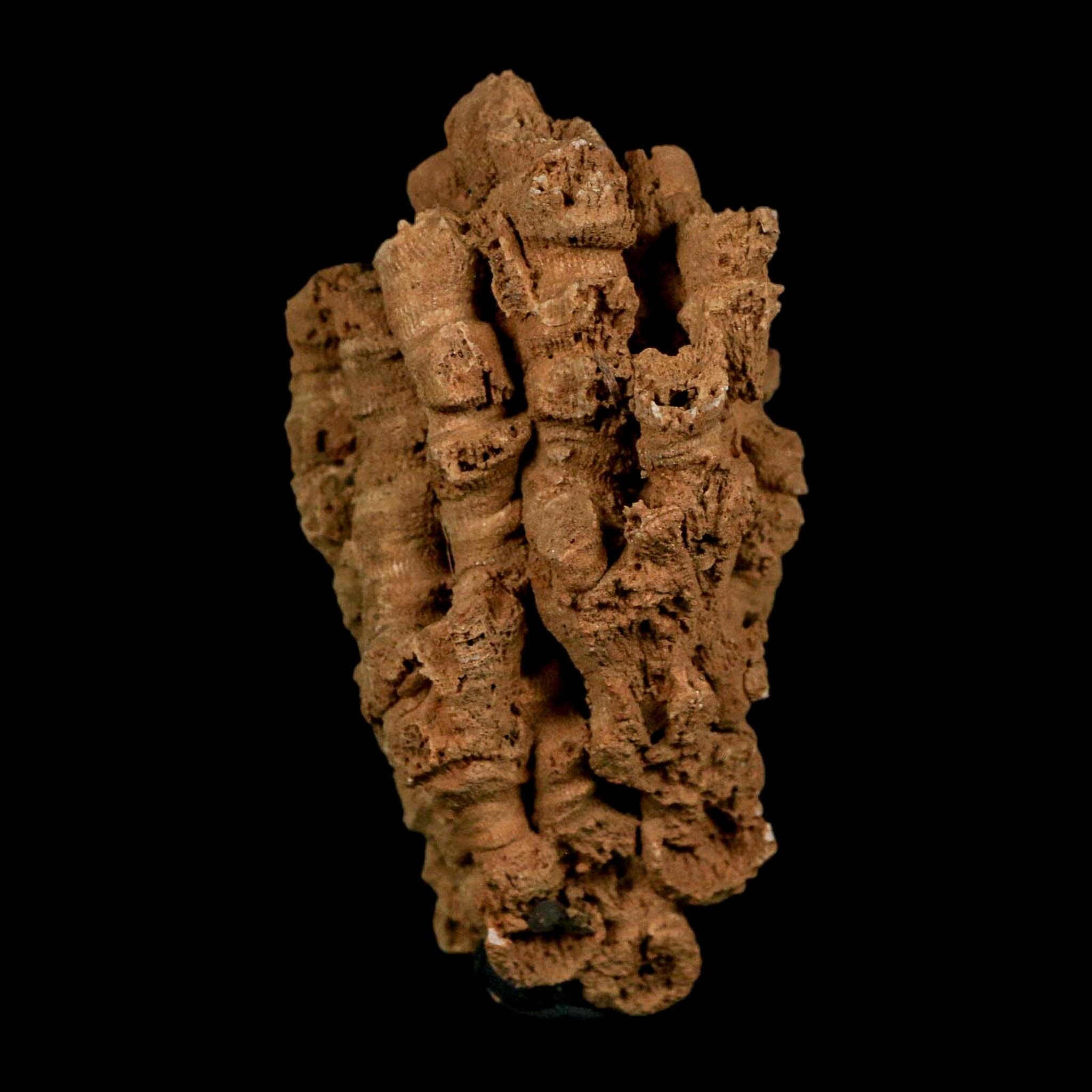 3.3" Colonial Rugose Coral Fossil Devonian Age Speed Quarry, Clark County, Indiana - Fossil Age Minerals