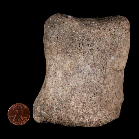 3.6" Maiasaura Hadrosaur Dinosaur Vertebrae Bone Fossil Two Medicine FM MT COA - Fossil Age Minerals