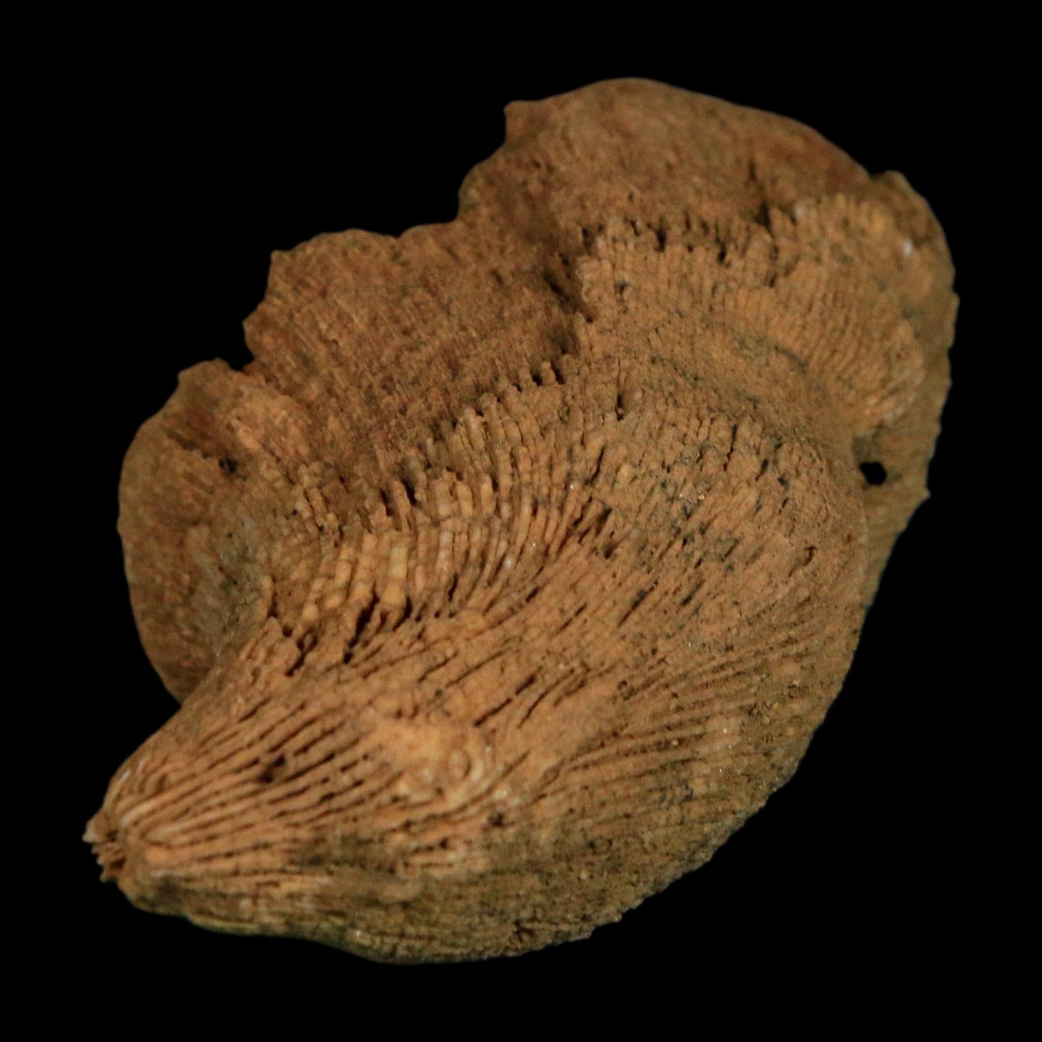 3.1" Rugose Horn Coral Fossil Devonian Age Speed Quarry, Clark County, Indiana