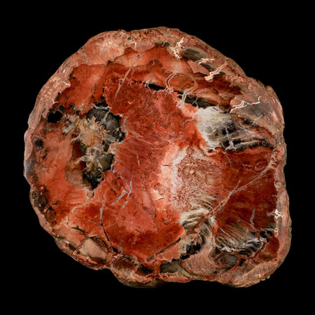 4.4" Fossilized Polished Petrified Wood Branch Madagascar 66-225 Million Yrs Old