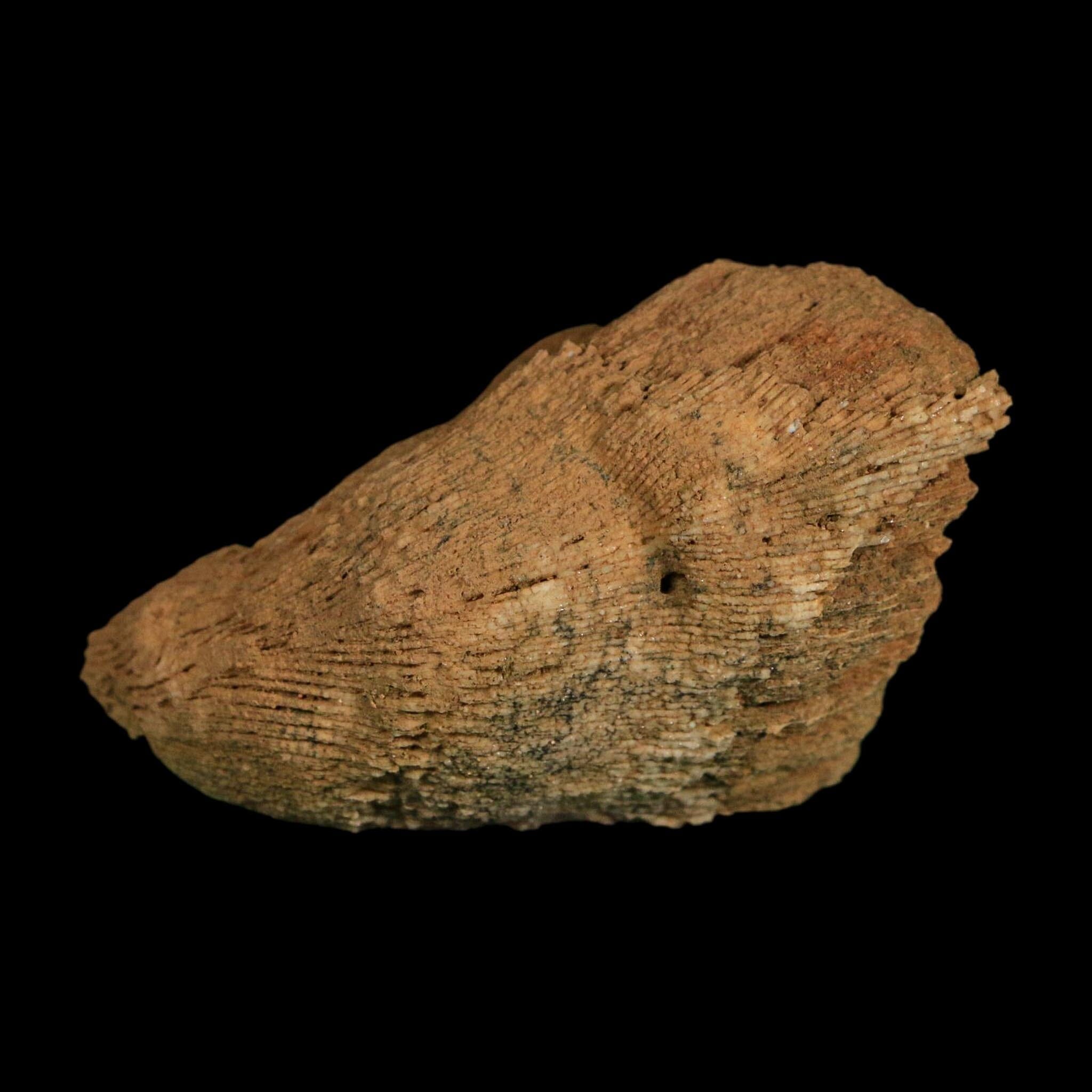 3.1" Rugose Horn Coral Fossil Devonian Age Speed Quarry, Clark County, Indiana