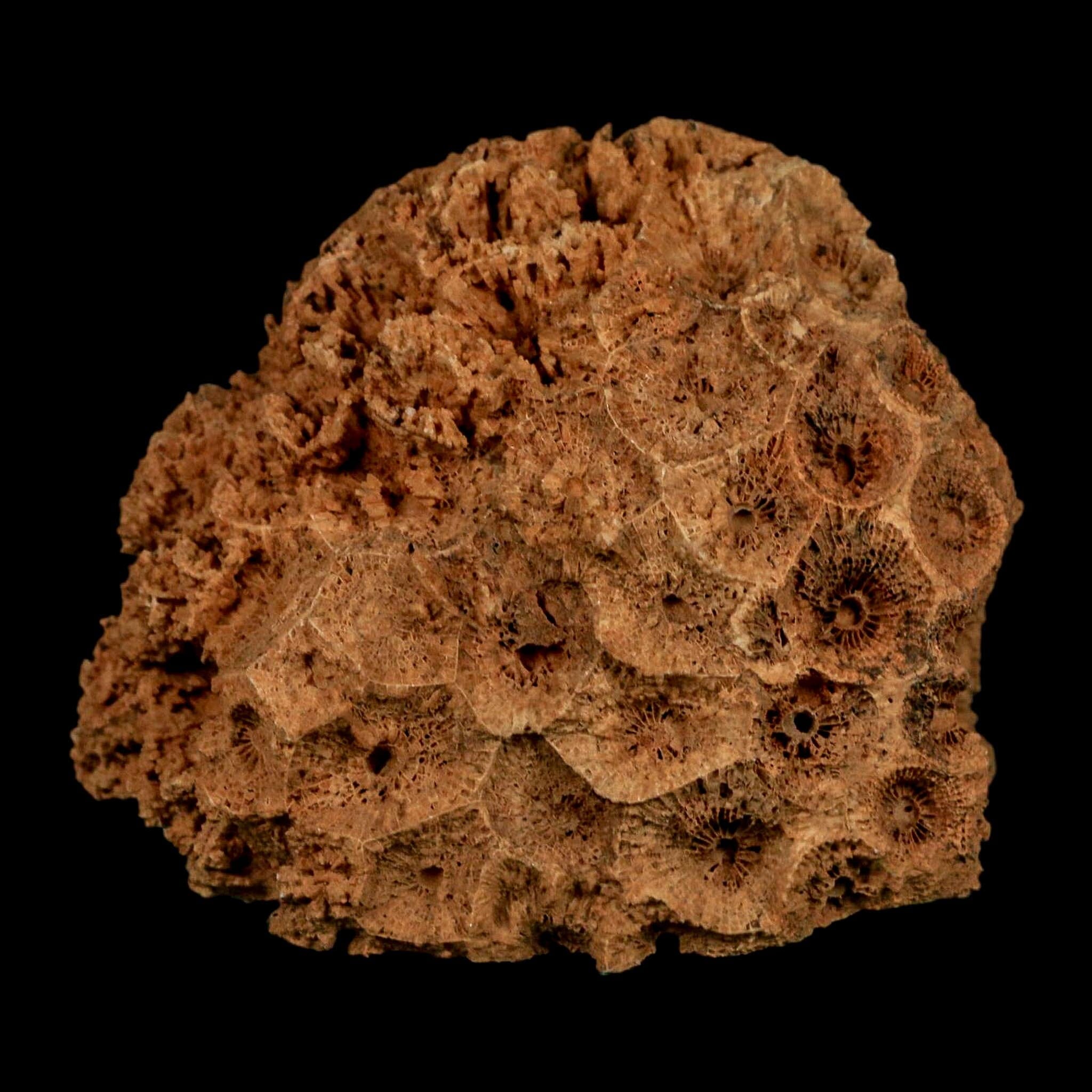 3.2" Colonial Rugose Coral Fossil Devonian Age Speed Quarry, Clark County, Indiana - Fossil Age Minerals