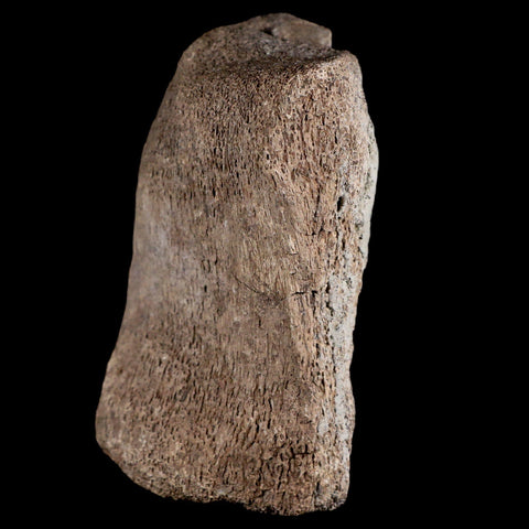 3.6" Maiasaura Hadrosaur Dinosaur Vertebrae Bone Fossil Two Medicine FM MT COA - Fossil Age Minerals