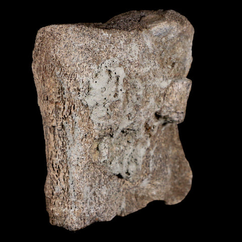 3.6" Maiasaura Hadrosaur Dinosaur Vertebrae Bone Fossil Two Medicine FM MT COA - Fossil Age Minerals