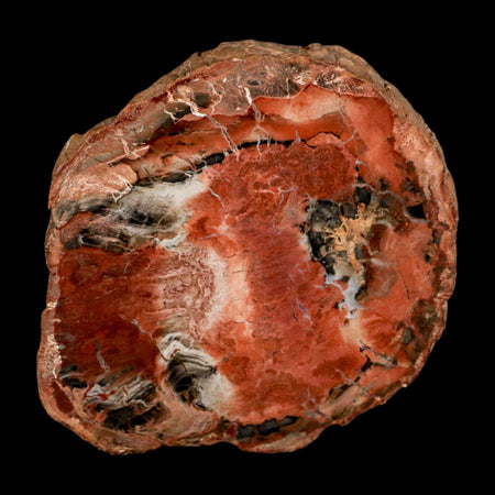 4.4" Fossilized Polished Petrified Wood Branch Madagascar 66-225 Million Yrs Old