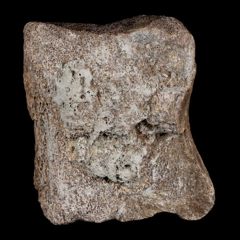 3.6" Maiasaura Hadrosaur Dinosaur Vertebrae Bone Fossil Two Medicine FM MT COA - Fossil Age Minerals