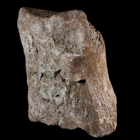 3.6" Maiasaura Hadrosaur Dinosaur Vertebrae Bone Fossil Two Medicine FM MT COA - Fossil Age Minerals