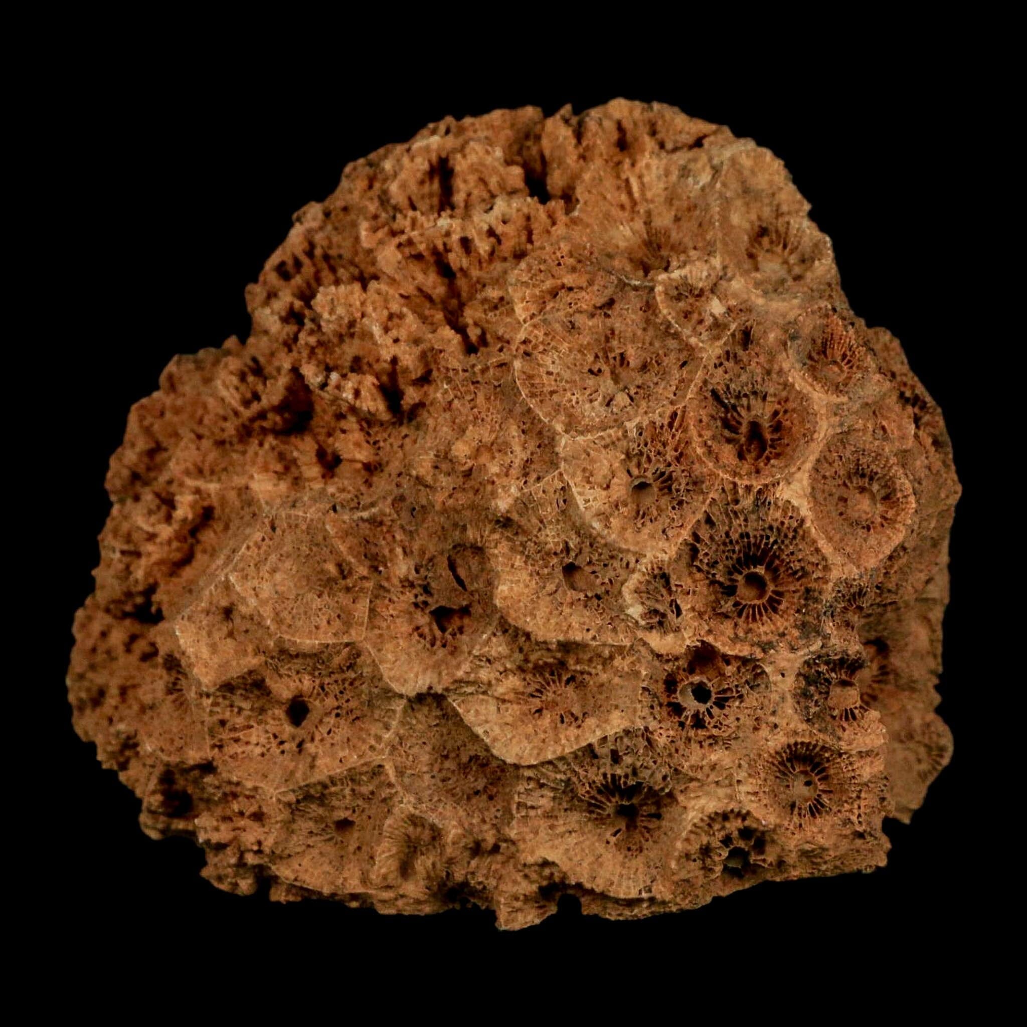 3.2" Colonial Rugose Coral Fossil Devonian Age Speed Quarry, Clark County, Indiana - Fossil Age Minerals