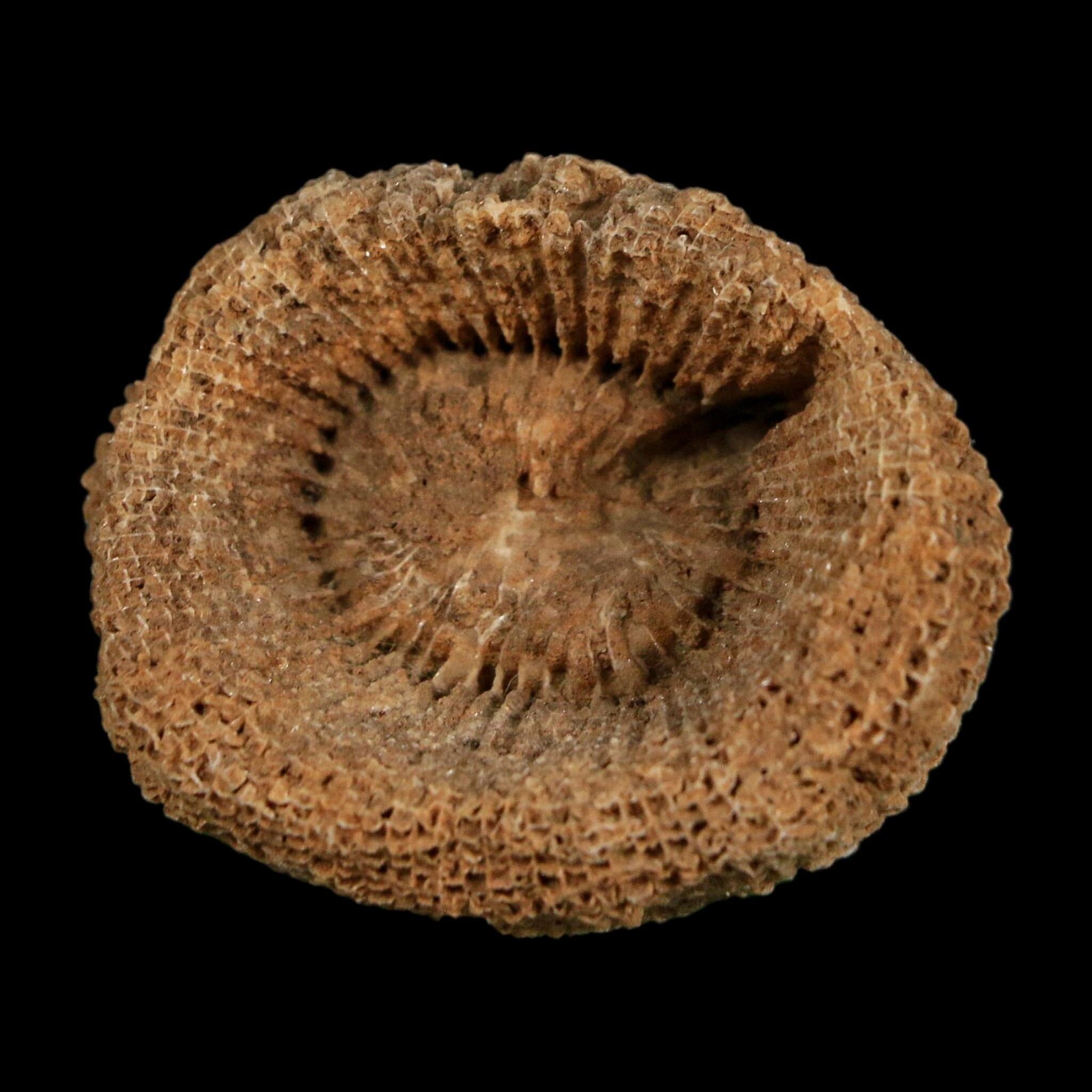 2.3" Rugose Horn Coral Fossil Devonian Age Speed Quarry, Clark County, Indiana