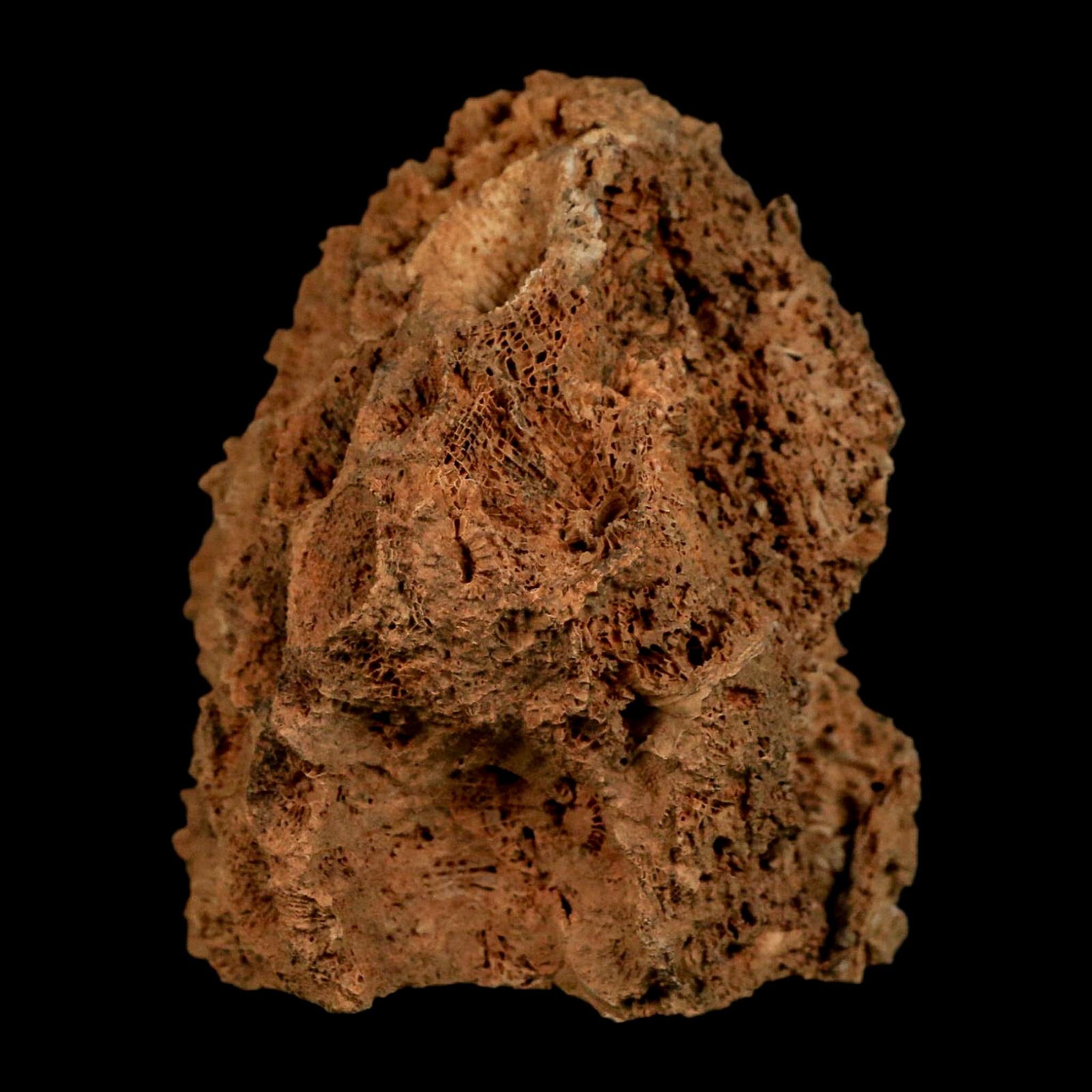 3.2" Colonial Rugose Coral Fossil Devonian Age Speed Quarry, Clark County, Indiana - Fossil Age Minerals