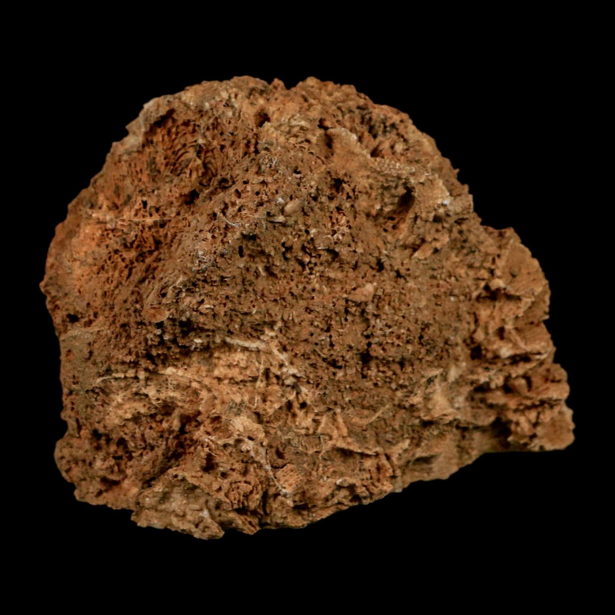 3.2" Colonial Rugose Coral Fossil Devonian Age Speed Quarry, Clark County, Indiana - Fossil Age Minerals