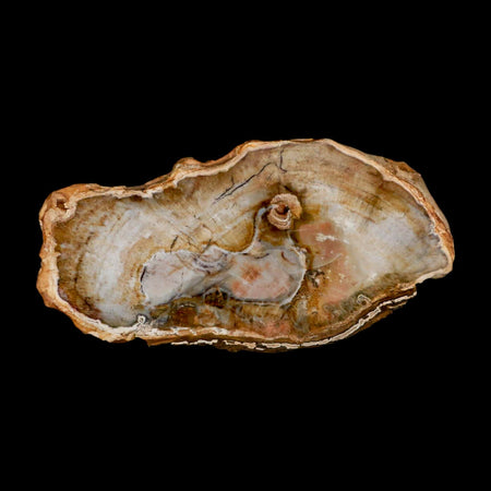 4.9" Fossilized Polished Petrified Wood Branch Madagascar 66-225 Million Yrs Old