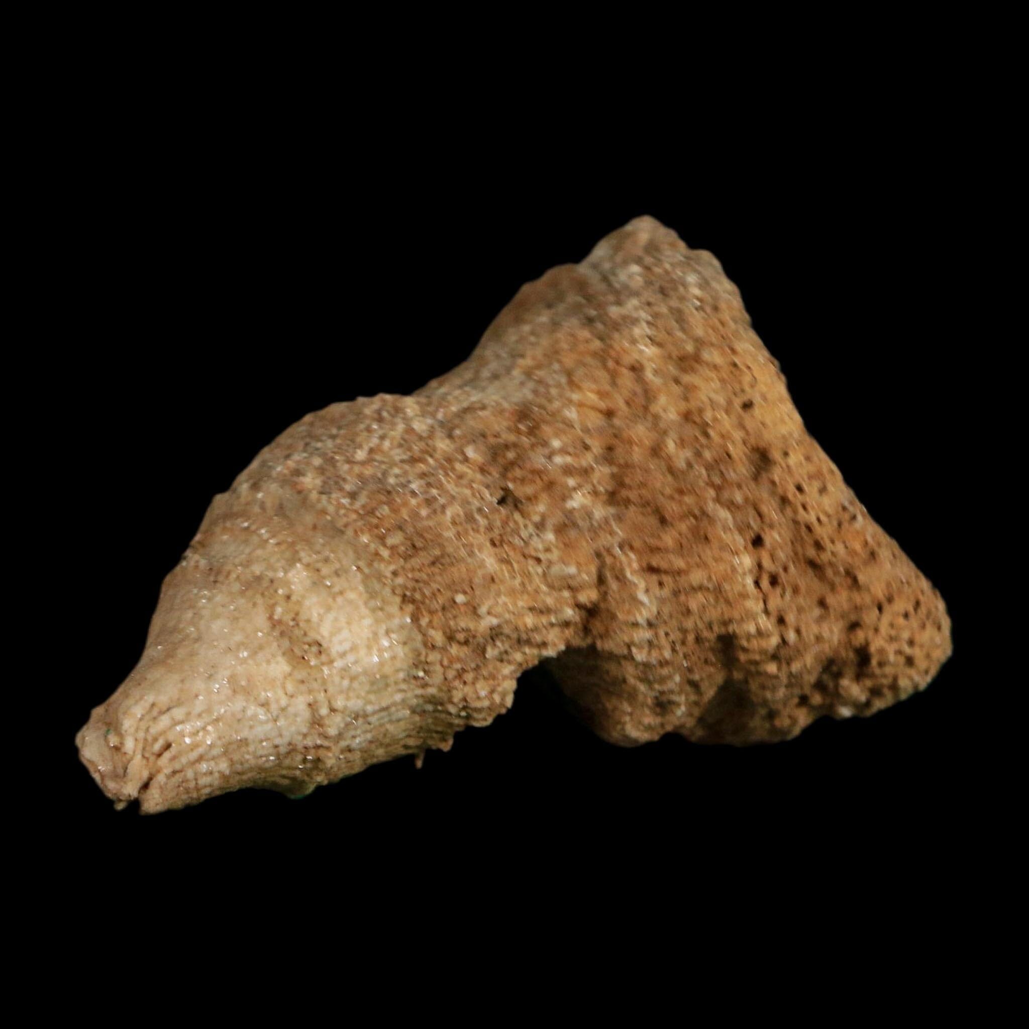 2.3" Rugose Horn Coral Fossil Devonian Age Speed Quarry, Clark County, Indiana