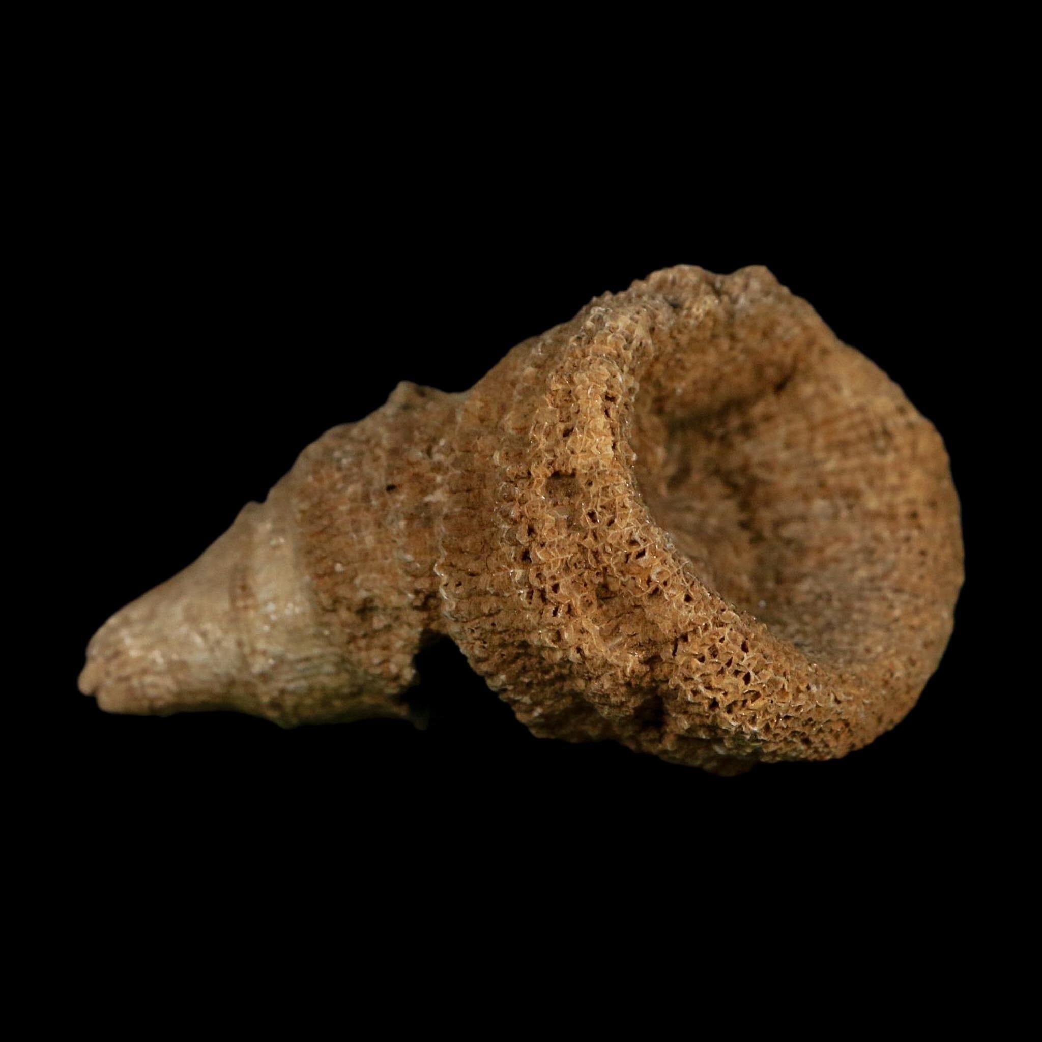 2.3" Rugose Horn Coral Fossil Devonian Age Speed Quarry, Clark County, Indiana