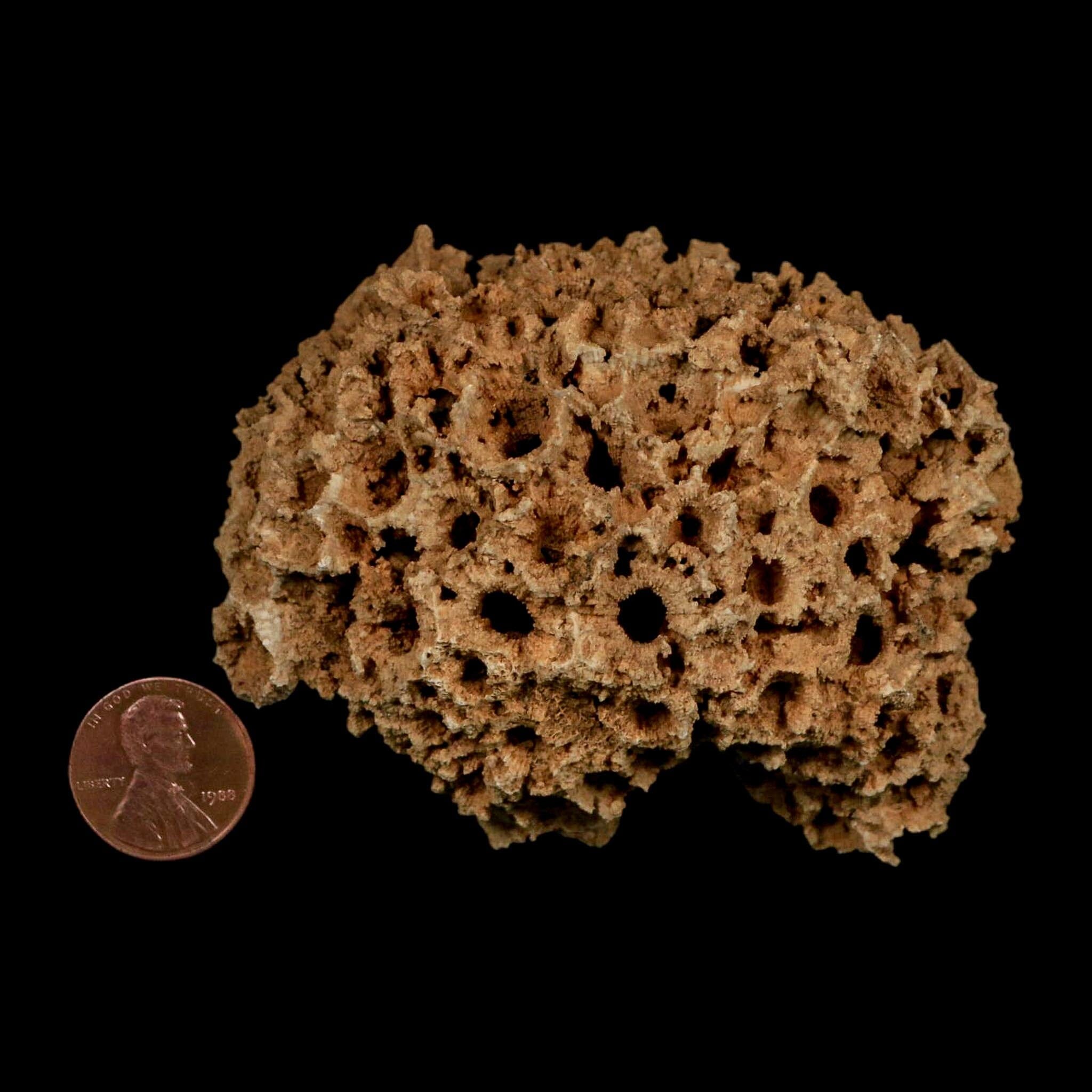 3.1" Colonial Rugose Coral Fossil Devonian Age Speed Quarry, Clark County, Indiana - Fossil Age Minerals