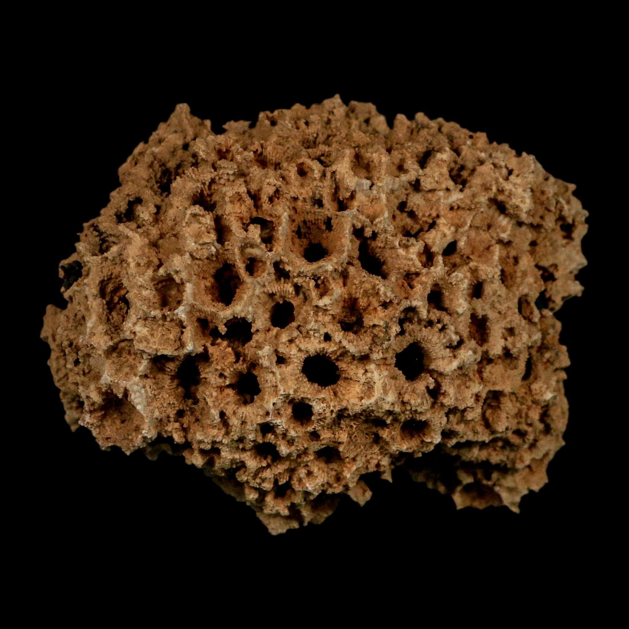 3.1" Colonial Rugose Coral Fossil Devonian Age Speed Quarry, Clark County, Indiana - Fossil Age Minerals