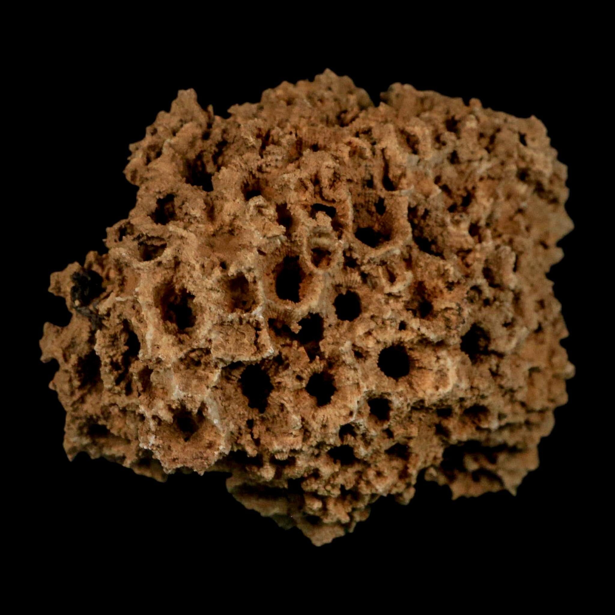 3.1" Colonial Rugose Coral Fossil Devonian Age Speed Quarry, Clark County, Indiana - Fossil Age Minerals