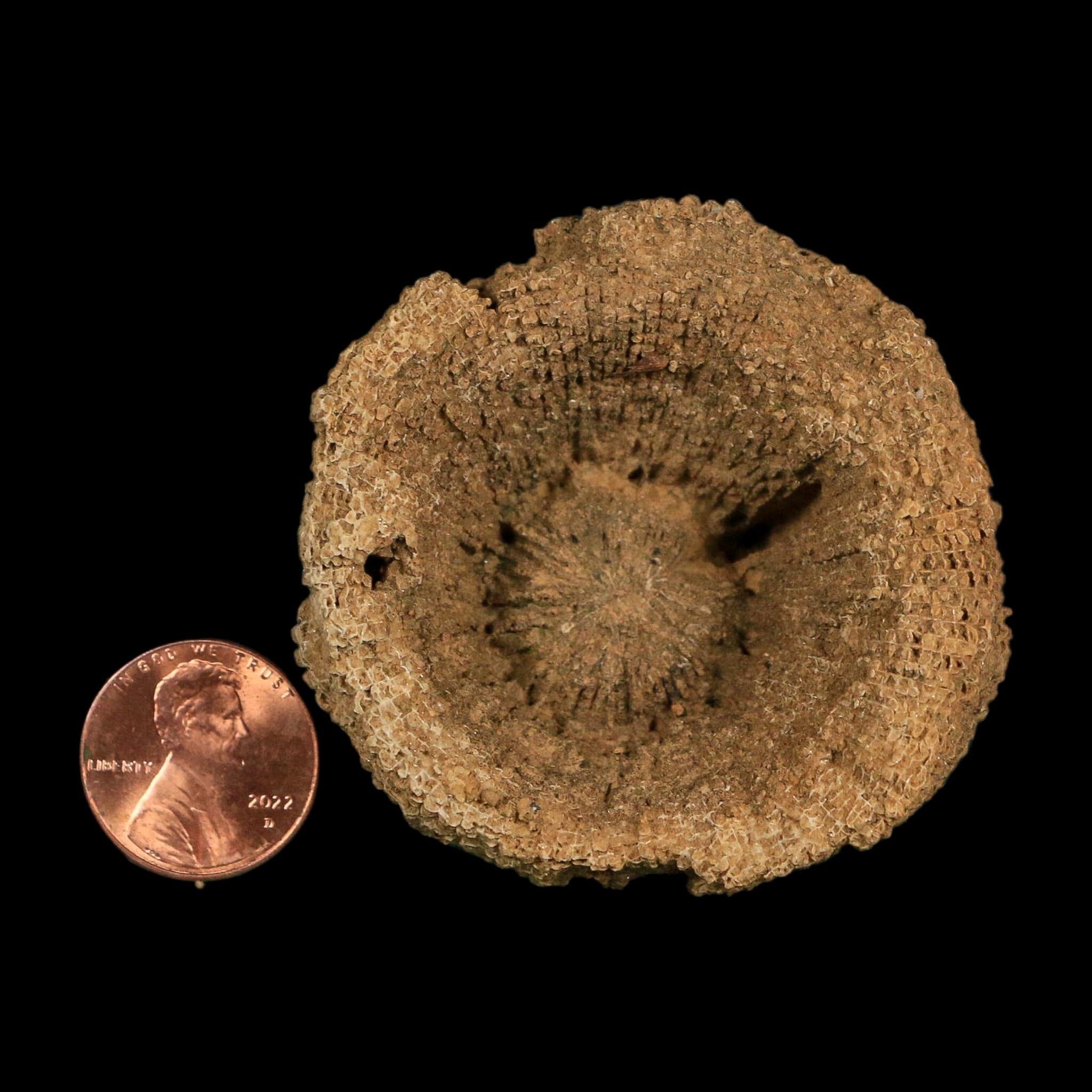 2.2" Rugose Horn Coral Fossil Devonian Age Speed Quarry, Clark County, Indiana