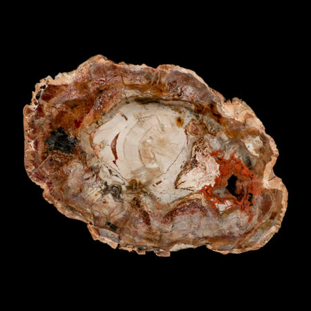 5.3" Fossilized Polished Petrified Wood Branch Madagascar 66-225 Million Yrs Old