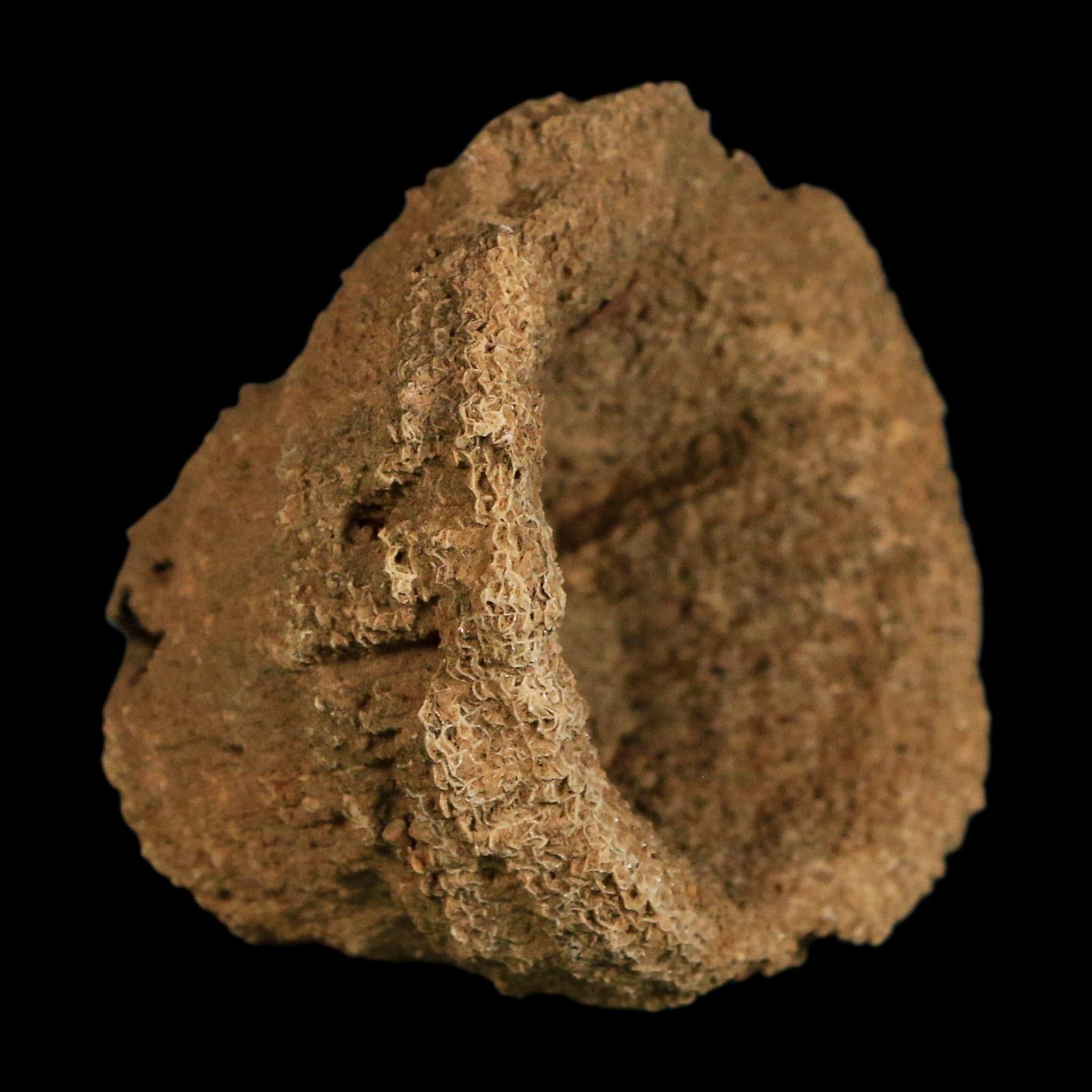 2.2" Rugose Horn Coral Fossil Devonian Age Speed Quarry, Clark County, Indiana
