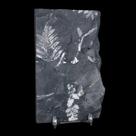 4.7" Alethopteris Fern Plant Leaf Fossil Carboniferous Age Llewellyn FM ST Clair, PA