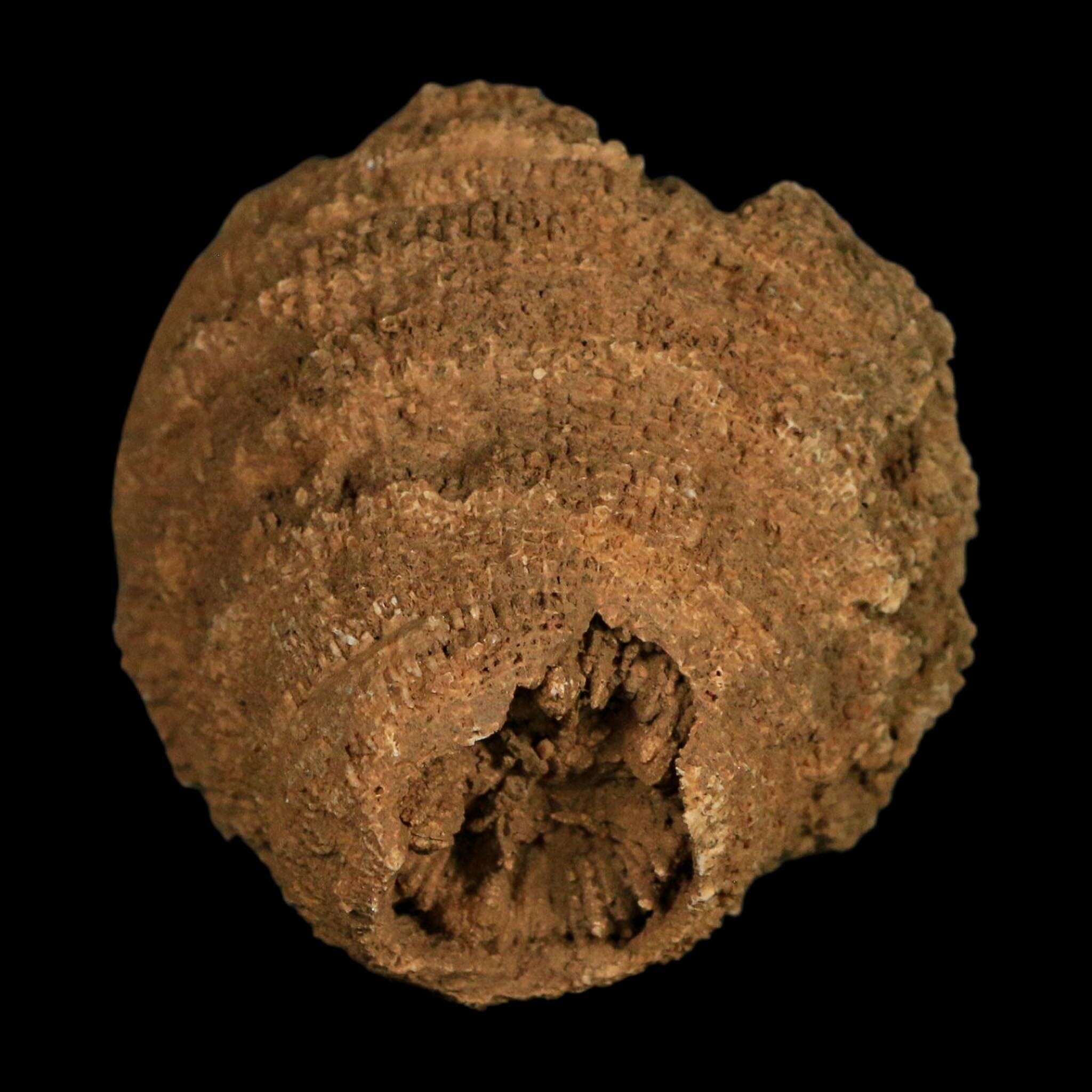 2.2" Rugose Horn Coral Fossil Devonian Age Speed Quarry, Clark County, Indiana