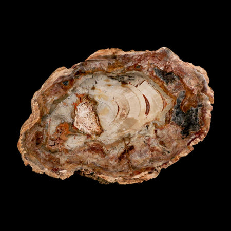 5.3" Fossilized Polished Petrified Wood Branch Madagascar 66-225 Million Yrs Old