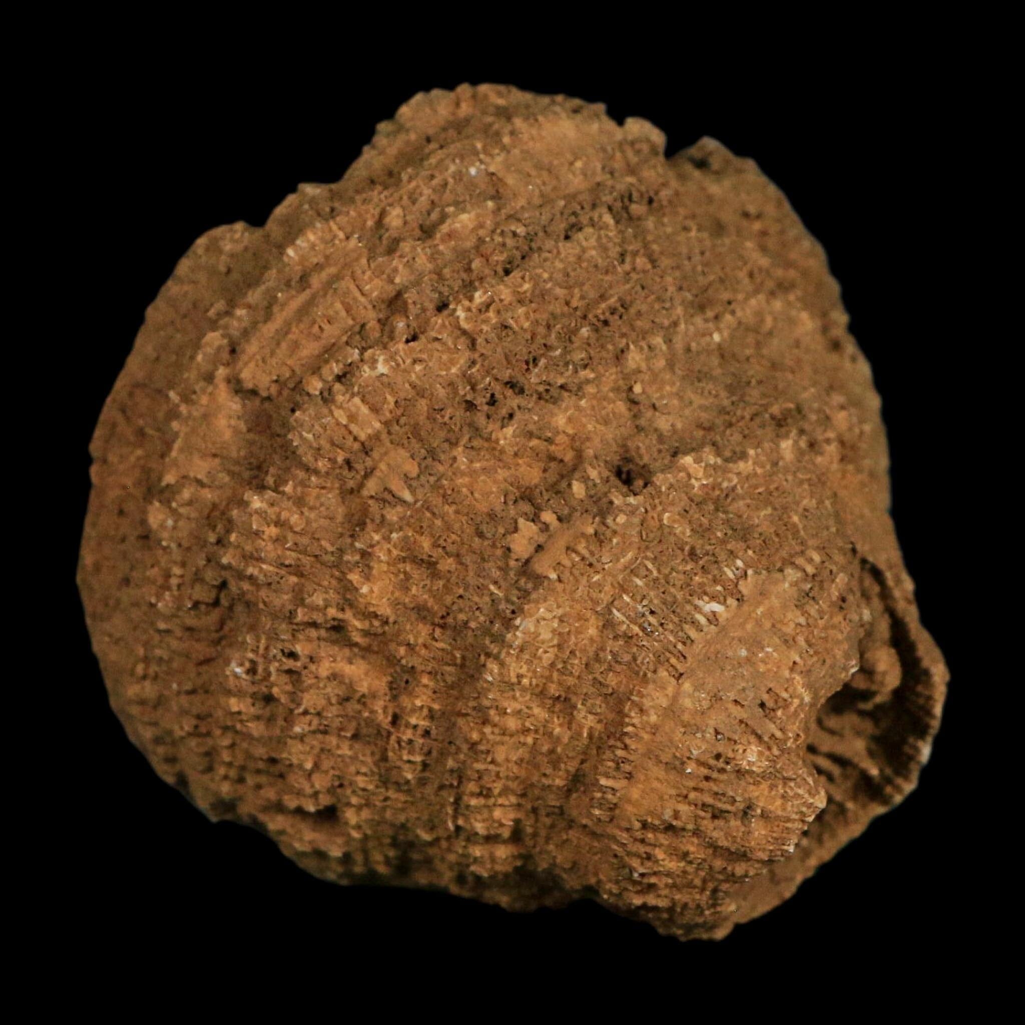 2.2" Rugose Horn Coral Fossil Devonian Age Speed Quarry, Clark County, Indiana