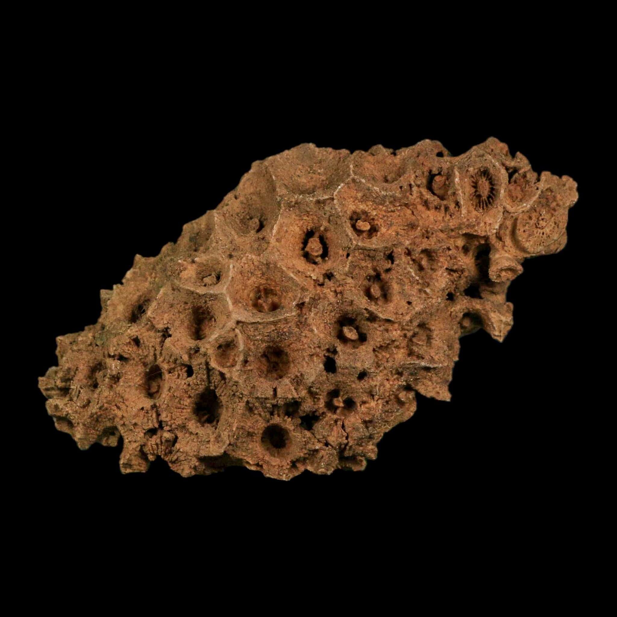 3.9" Colonial Rugose Coral Fossil Devonian Age Speed Quarry, Clark County, Indiana - Fossil Age Minerals
