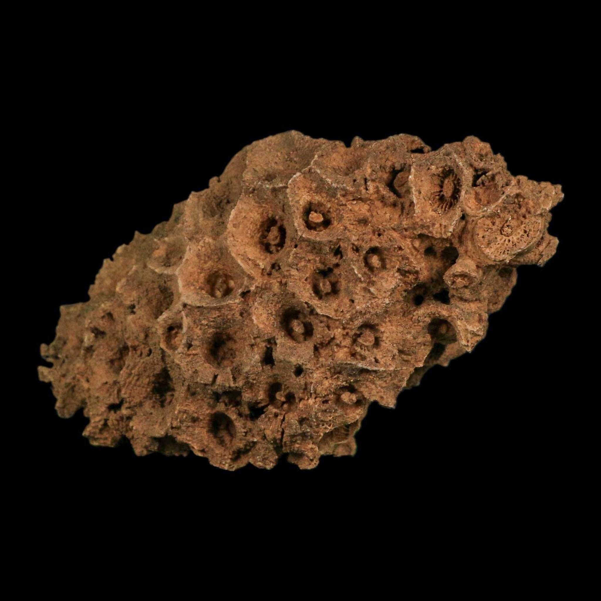 3.9" Colonial Rugose Coral Fossil Devonian Age Speed Quarry, Clark County, Indiana - Fossil Age Minerals