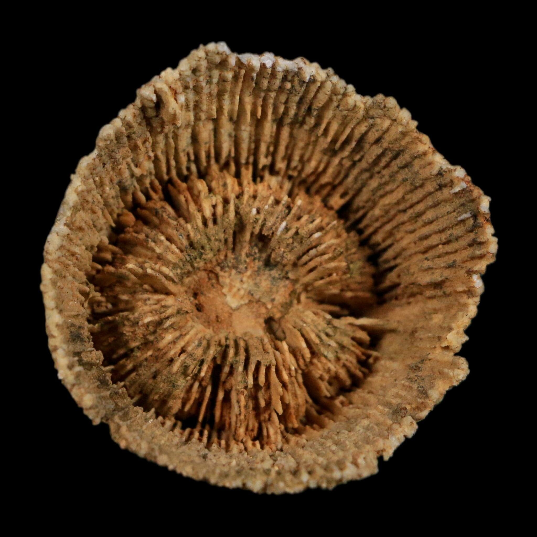 1.8" Rugose Horn Coral Fossil Devonian Age Speed Quarry, Clark County, Indiana