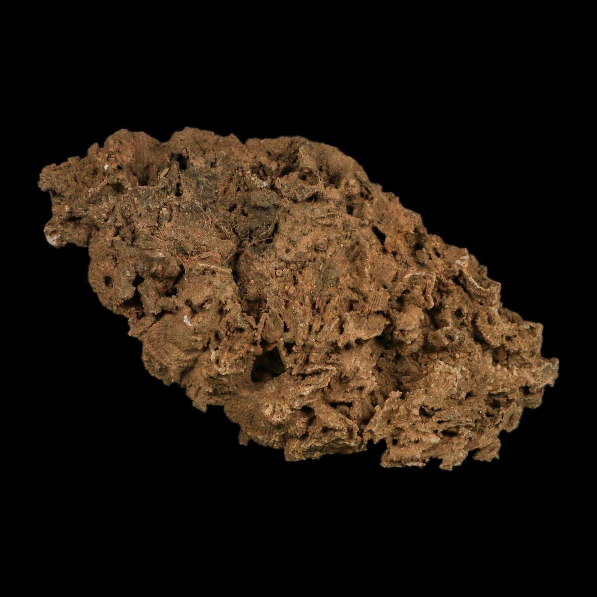 3.9" Colonial Rugose Coral Fossil Devonian Age Speed Quarry, Clark County, Indiana - Fossil Age Minerals