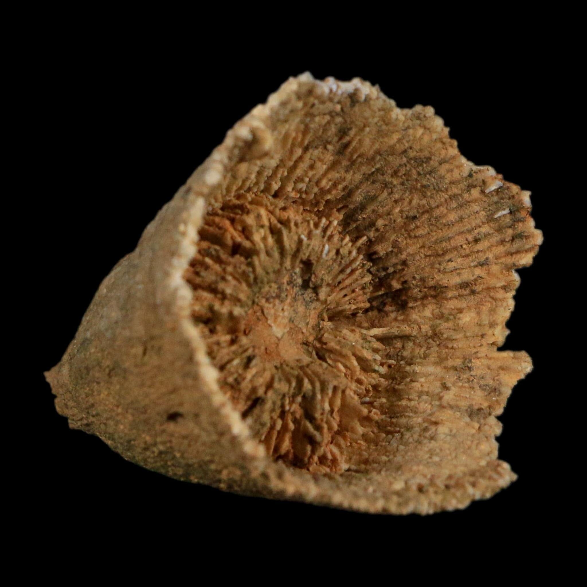 1.8" Rugose Horn Coral Fossil Devonian Age Speed Quarry, Clark County, Indiana