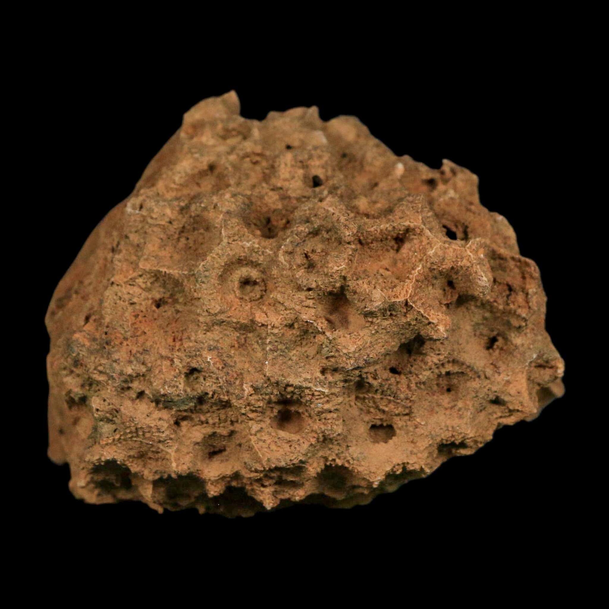 3.9" Colonial Rugose Coral Fossil Devonian Age Speed Quarry, Clark County, Indiana - Fossil Age Minerals