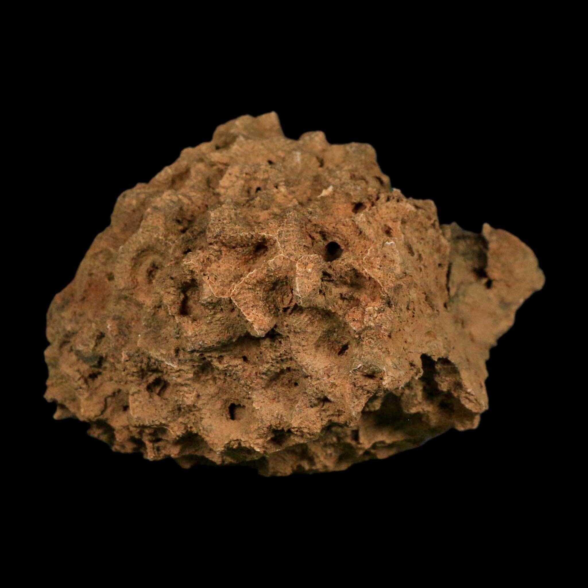 3.9" Colonial Rugose Coral Fossil Devonian Age Speed Quarry, Clark County, Indiana - Fossil Age Minerals