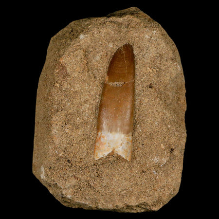 1.9" Plesiosaur Zarafasaura Tooth Fossil In Matrix Cretaceous Dinosaur Era COA