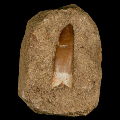 1.9" Plesiosaur Zarafasaura Tooth Fossil In Matrix Cretaceous Dinosaur Era COA - Fossil Age Minerals