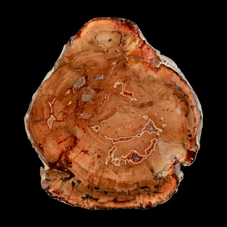 4.1" Fossilized Polished Petrified Wood Branch Madagascar 66-225 Million Yrs Old