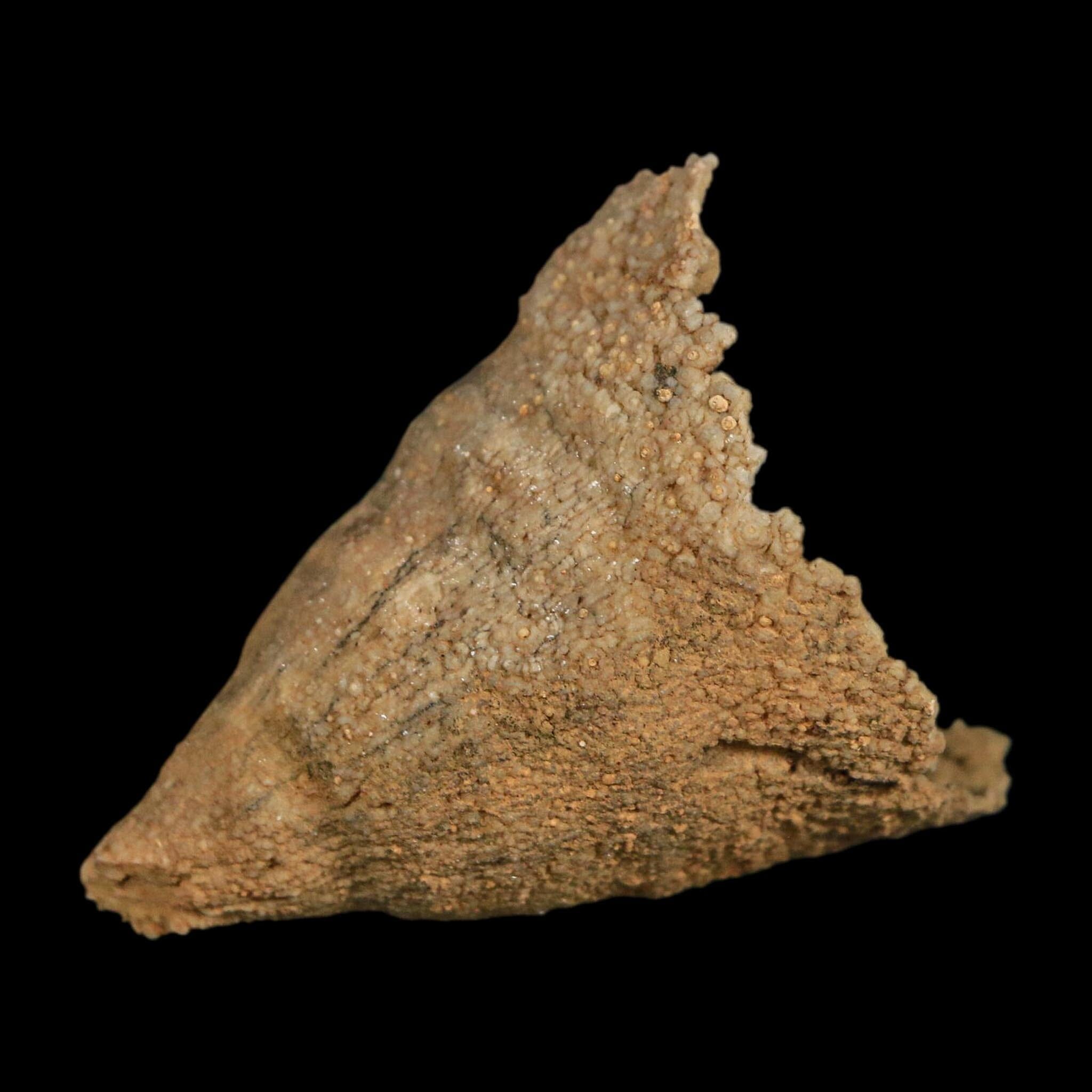 1.8" Rugose Horn Coral Fossil Devonian Age Speed Quarry, Clark County, Indiana