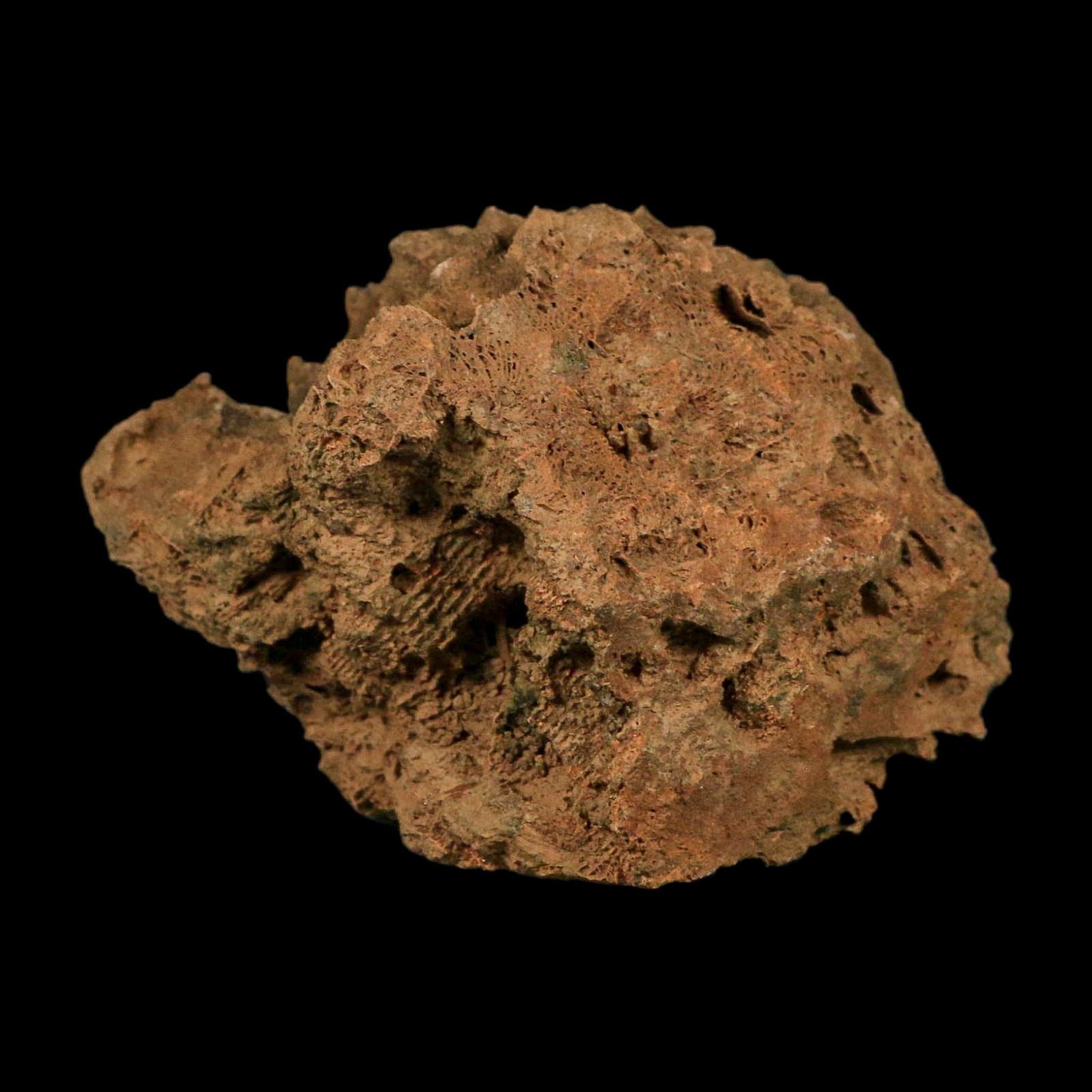 3.9" Colonial Rugose Coral Fossil Devonian Age Speed Quarry, Clark County, Indiana - Fossil Age Minerals
