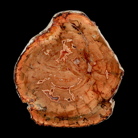 4.1" Fossilized Polished Petrified Wood Branch Madagascar 66-225 Million Yrs Old